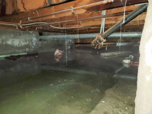 Best Water damage restoration process  in Palouse, WA